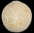 Echinolampas Fossil Echinoid (Sea Biscuit) - Dakhla, Morocco #46437-1